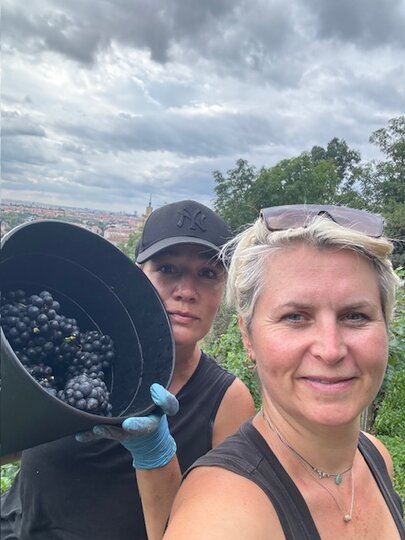 Vinobraní na vinici Baba