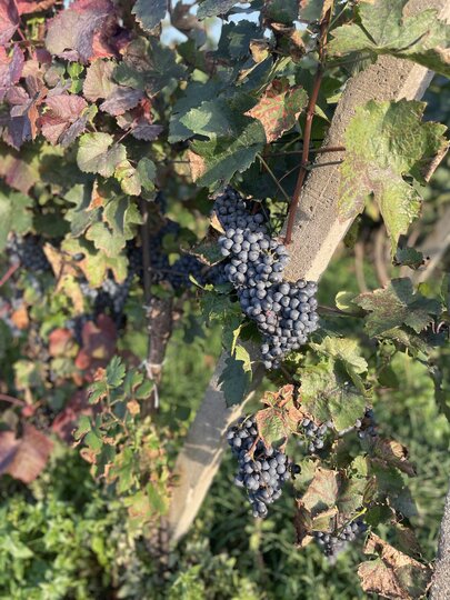 Objevte kouzlo mladých vín