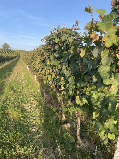 Objevte kouzlo mladých vín